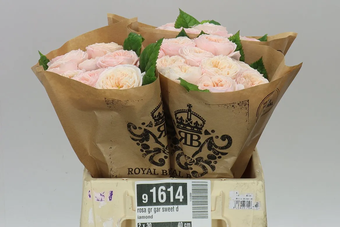 Ruža záhradná Sweet Diamond • 40 cm