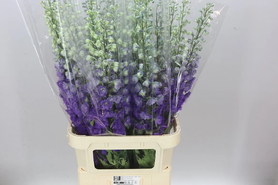 Stračonôžka Elatum Purple Heart • 100 cm