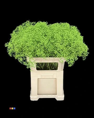 Gypsofila Xlence Green • 80 cm