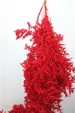 Asperagus Wild Red Flock • 120 cm