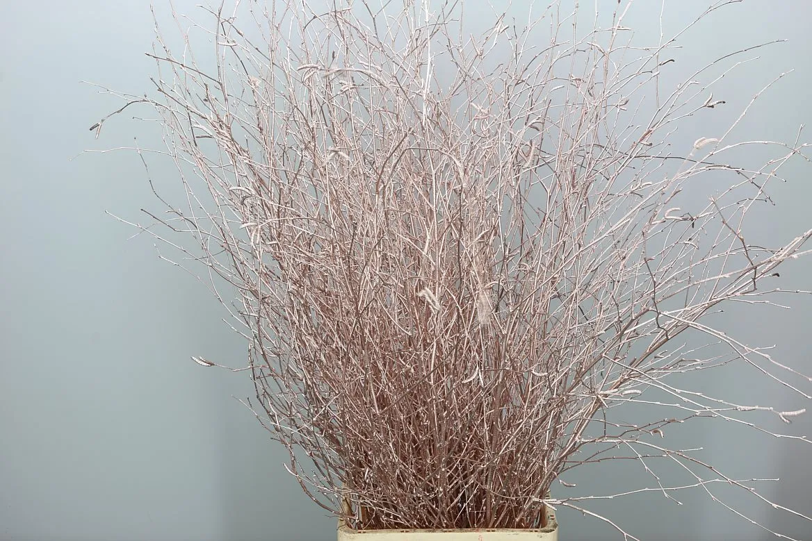 Breza Champange • 120 cm