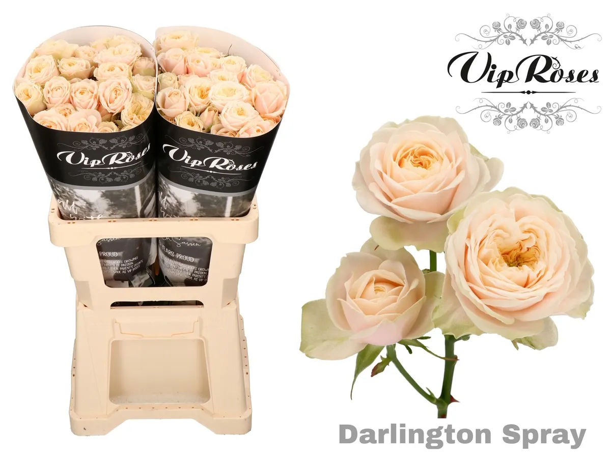 R Tr Darlington • 60 cm