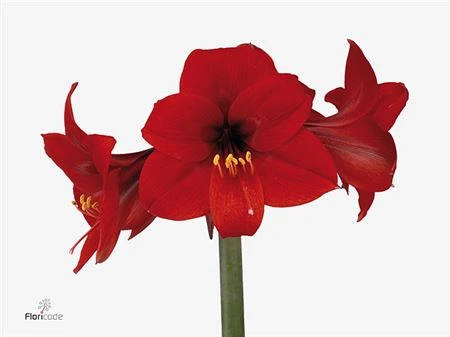 Amarylis (m) Rapido • 75 cm
