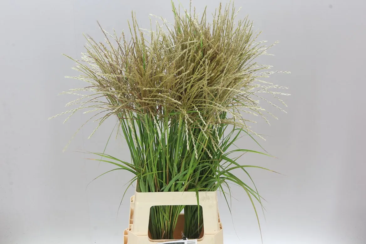 Miscanthus White • 85 cm