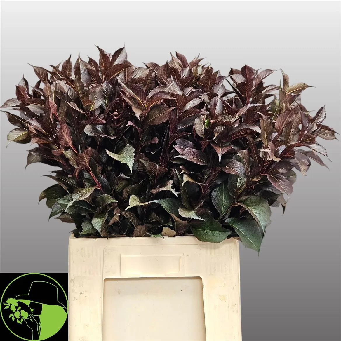 Weigela Shining Fantasy • 70 cm