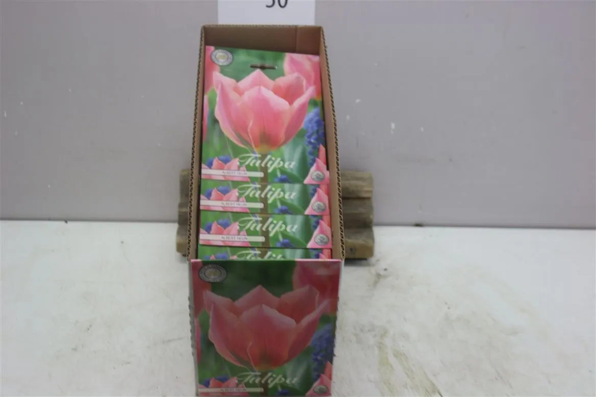 Bol Tulp Fosteriana Albert Heijn X7