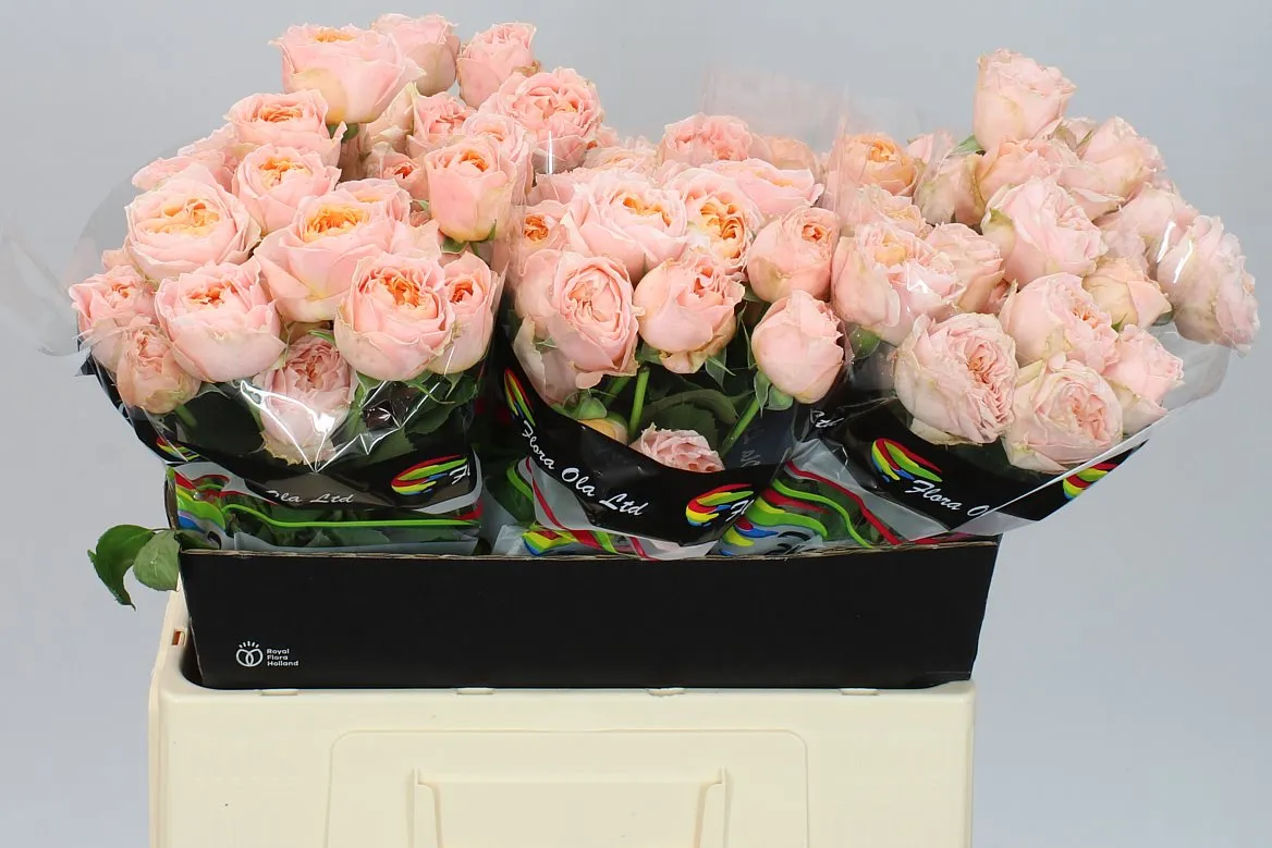 Ruža trsová Georgia Peach • 60 cm