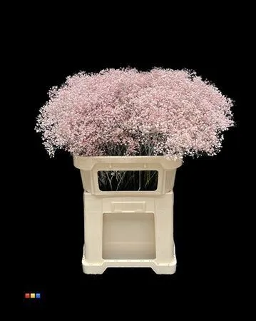 Gyps Mil Star Pale Pink • 80 cm