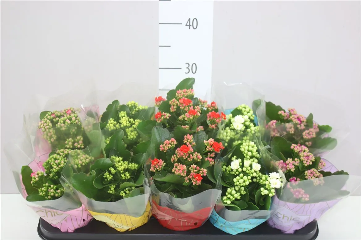 Kalanchoe Rosalina Mix • črepník 10,5 cm