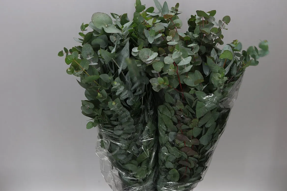 Eukalyptus Cinerea 200 Gr • 70 cm