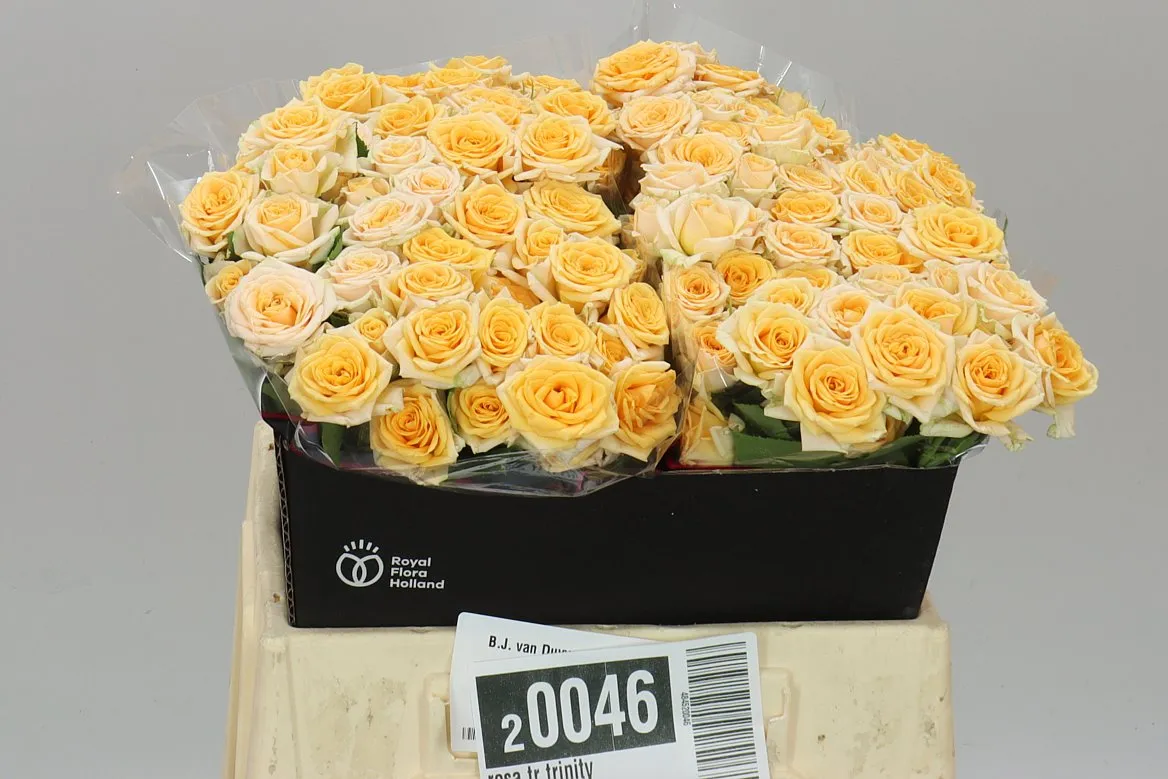 Rosa Tr Trinity • 40 cm