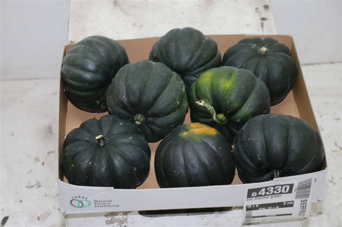 Cuc Maxima Green