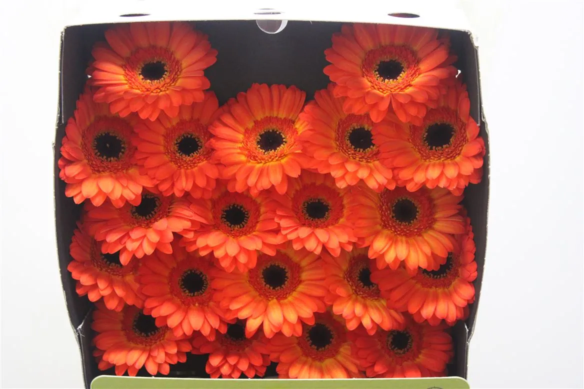 Germ D Flamazing • 55 cm