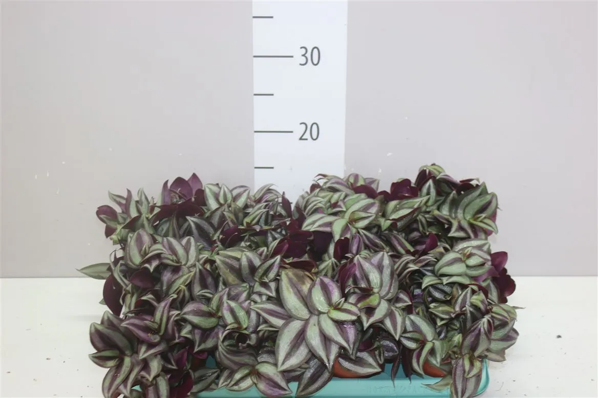 Tradescantia Zebrina Violet Hill • črepník 9 cm