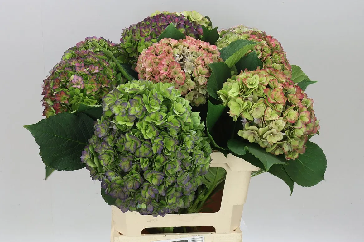 Hortenzia Majestic Purple Classic • 60 cm