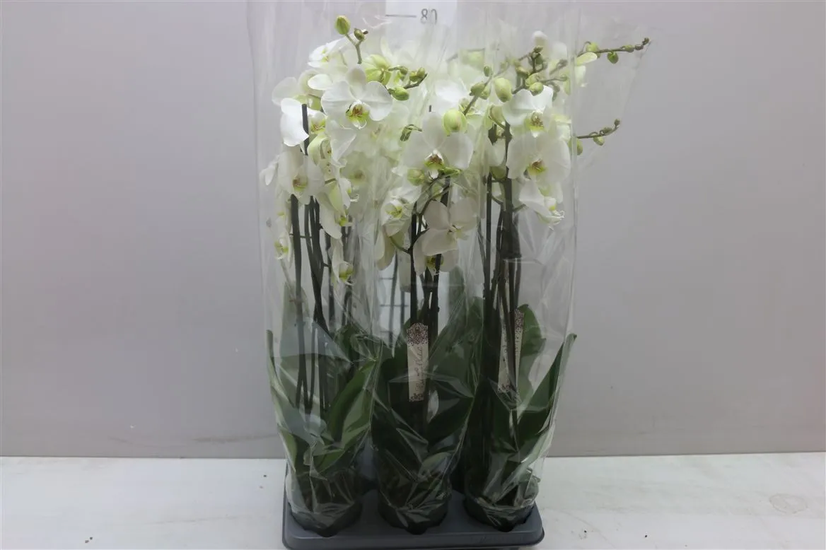 Orchidea Phalaenopsis biela, 3 výhony • črepník 12 cm