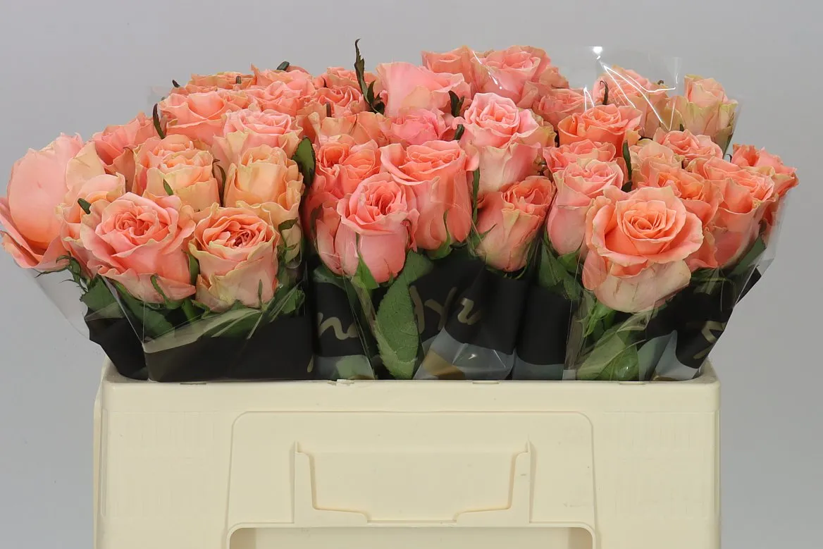 Ruža Blushing Reeva • 50 cm