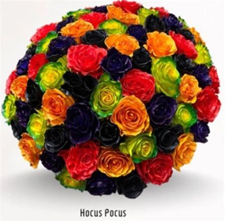 Ruža farbená Hocus Pocus, Ekvádor • 50 cm