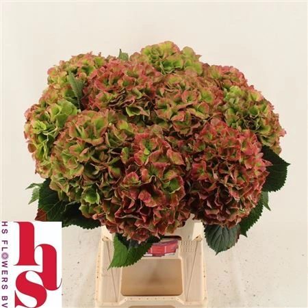 Hortenzia Verena Green Red Classic • 60 cm