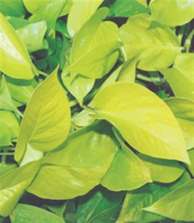 Epipremnum Golden Pothos, závesný črepník • črepník 15 cm