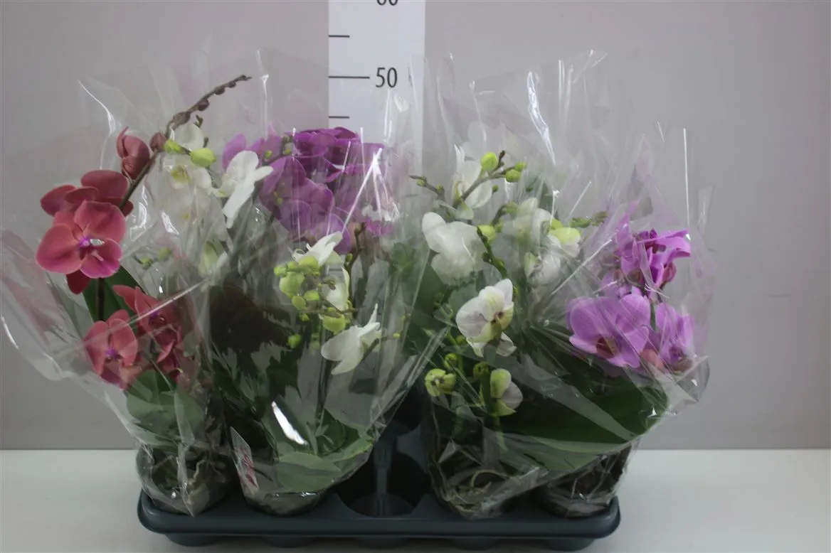 Phal Boho Love Mix 1 Tak • črepník 12 cm