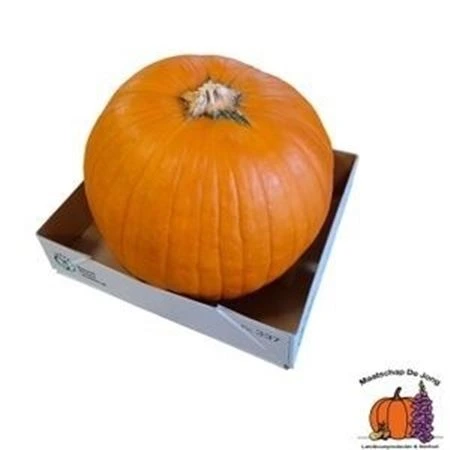 Okrasná tekvica Maxima Halloween • 24 cm