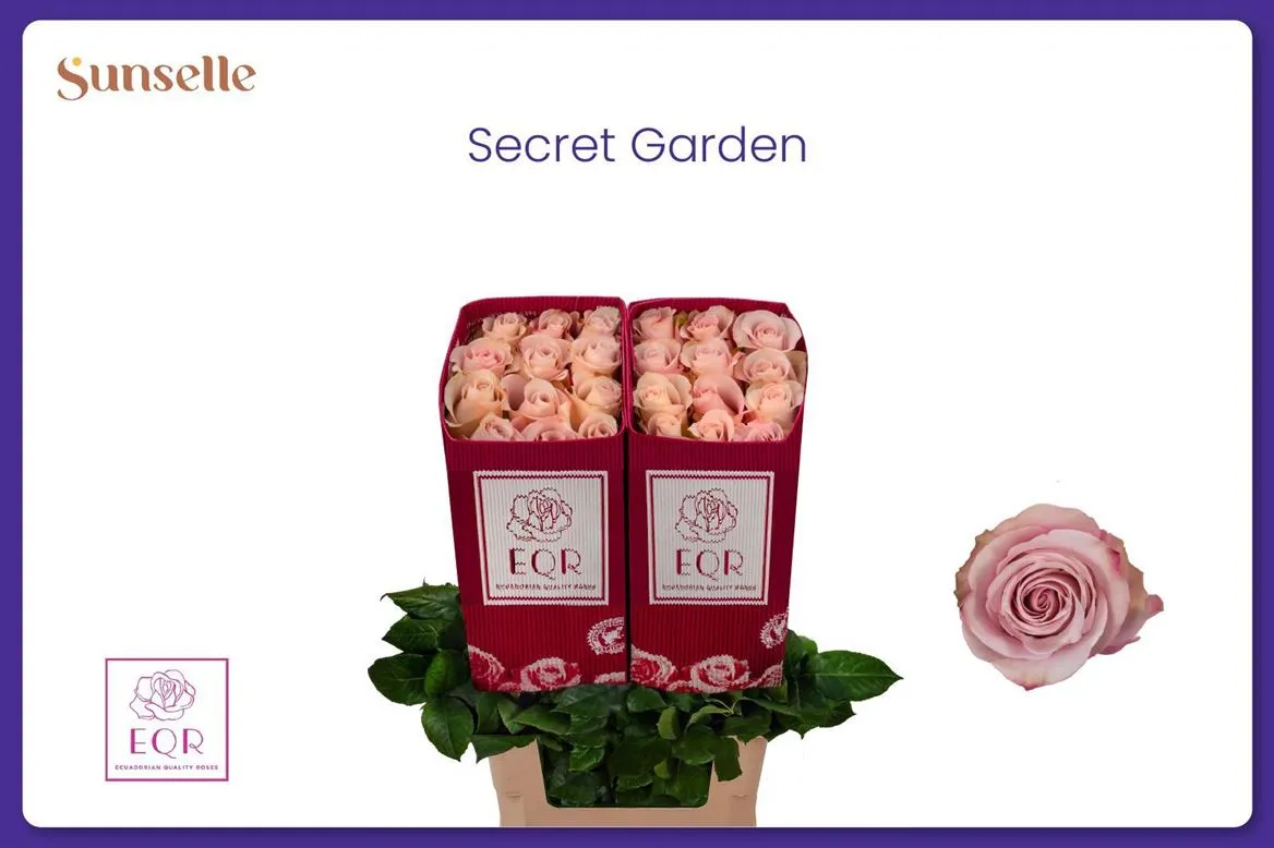 Rosa Gr Ec Secret Garden • 60 cm