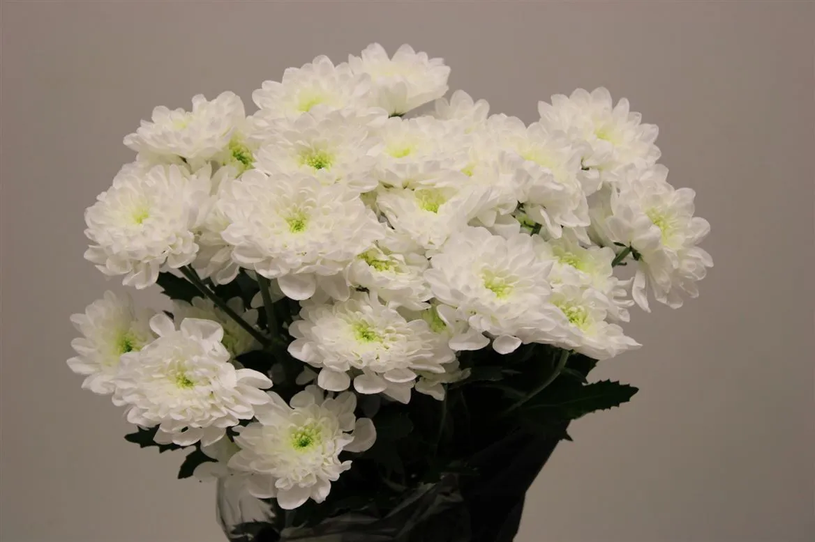 Chryzantéma trsová Altay