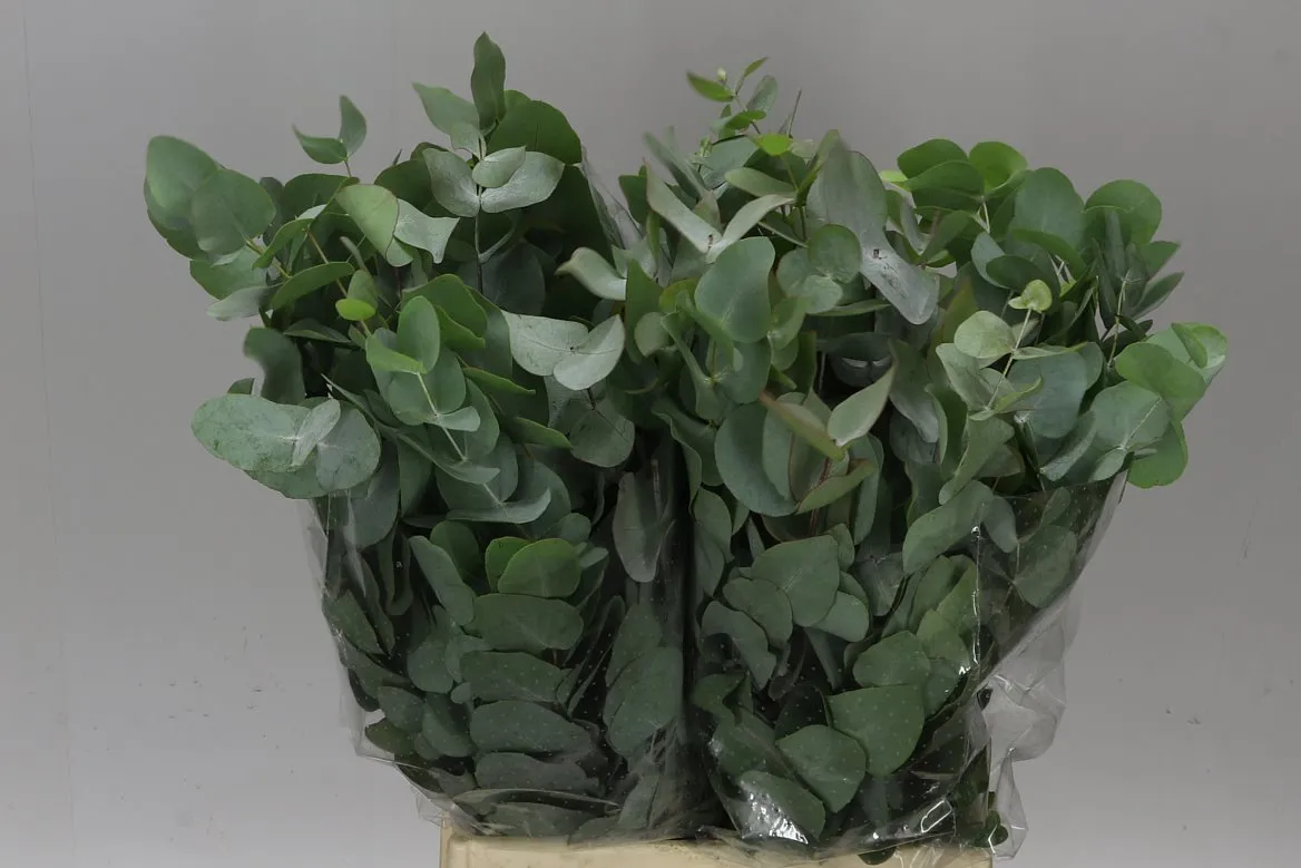 Cinerea Short X10 • 55 cm
