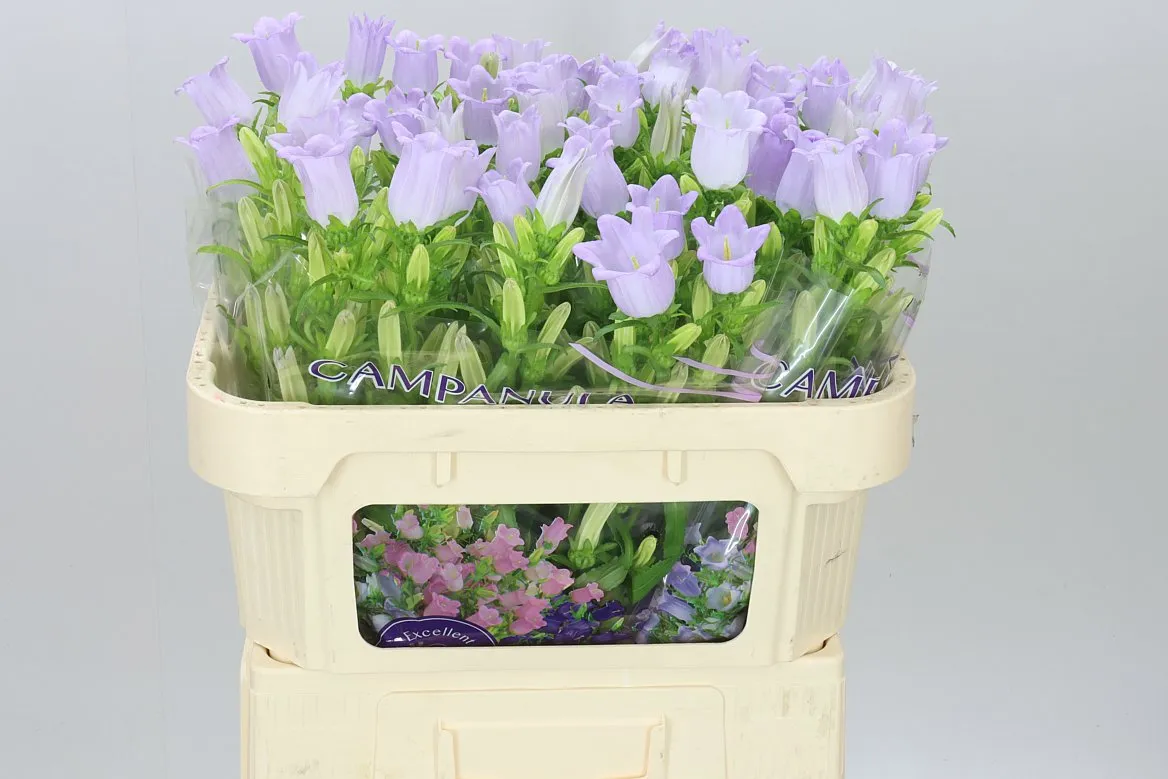 Campanula M Champ Lavender • 70 cm