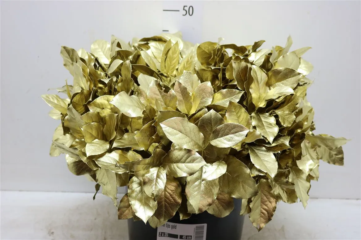 Salal Tips Gold • 45 cm