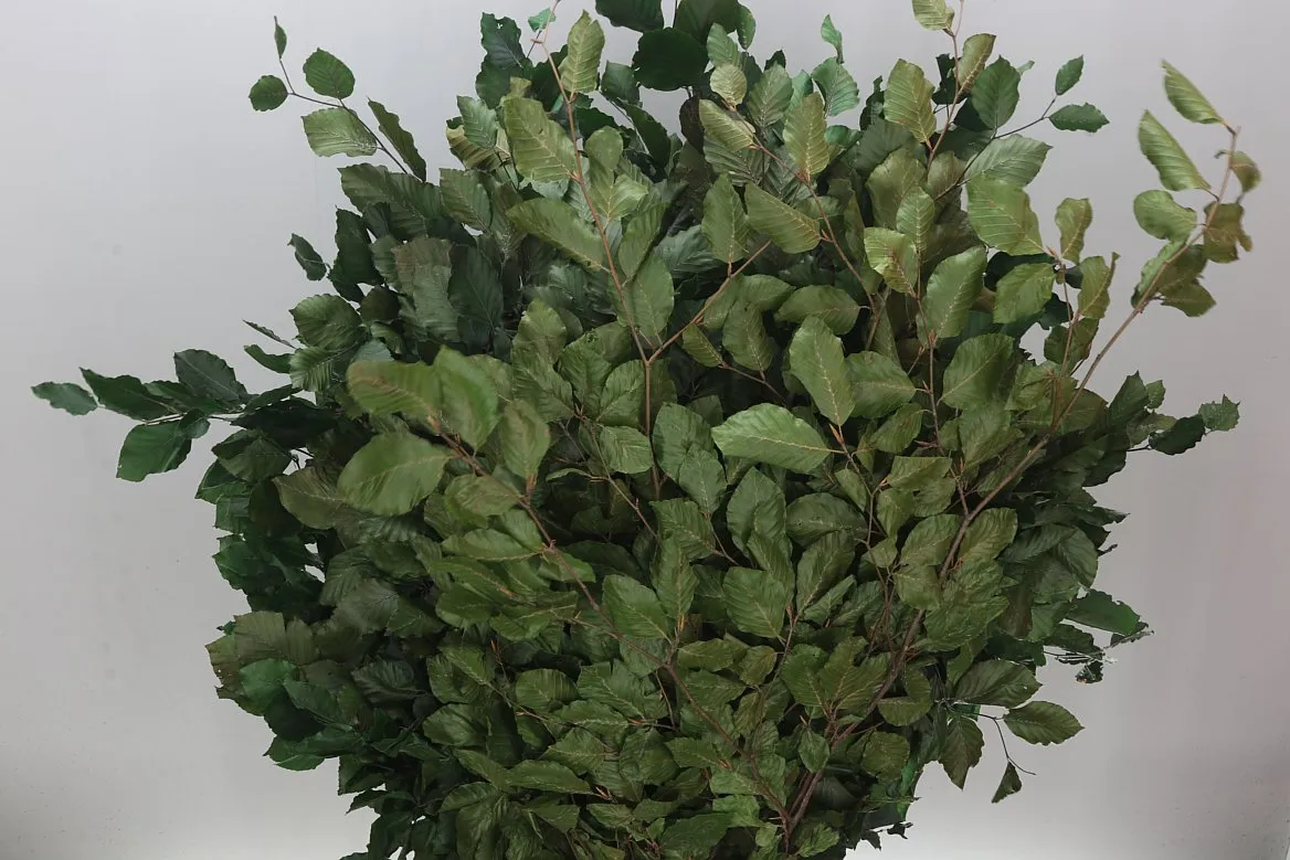 Beuk Green • 90 cm