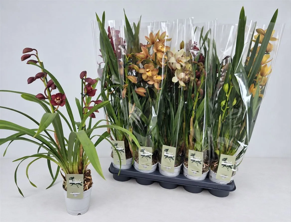 Orchidea Cymbidium mix, 2 výhony • črepník 12 cm