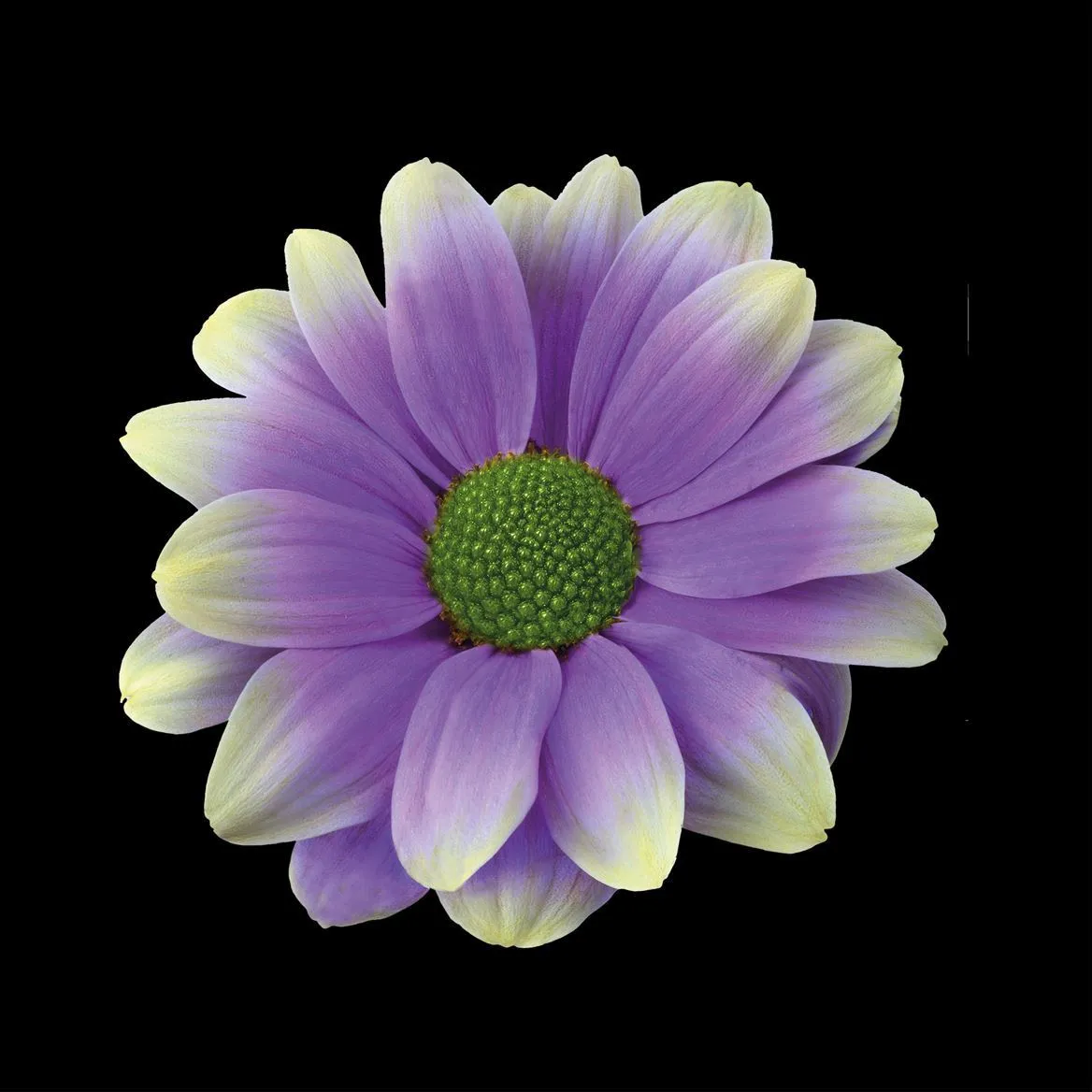 Chryzantéma trsová Kennedy Purple Fresh • 70 cm