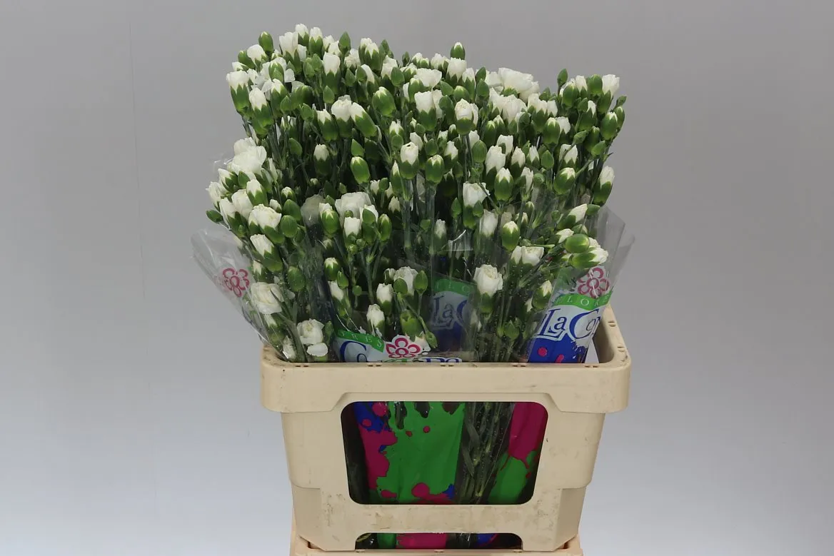 Karafiát trsový White • 65 cm