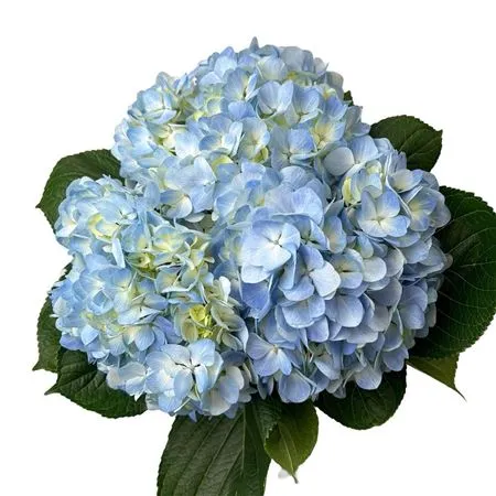 Hyd . Blue Pale Box • 65 cm