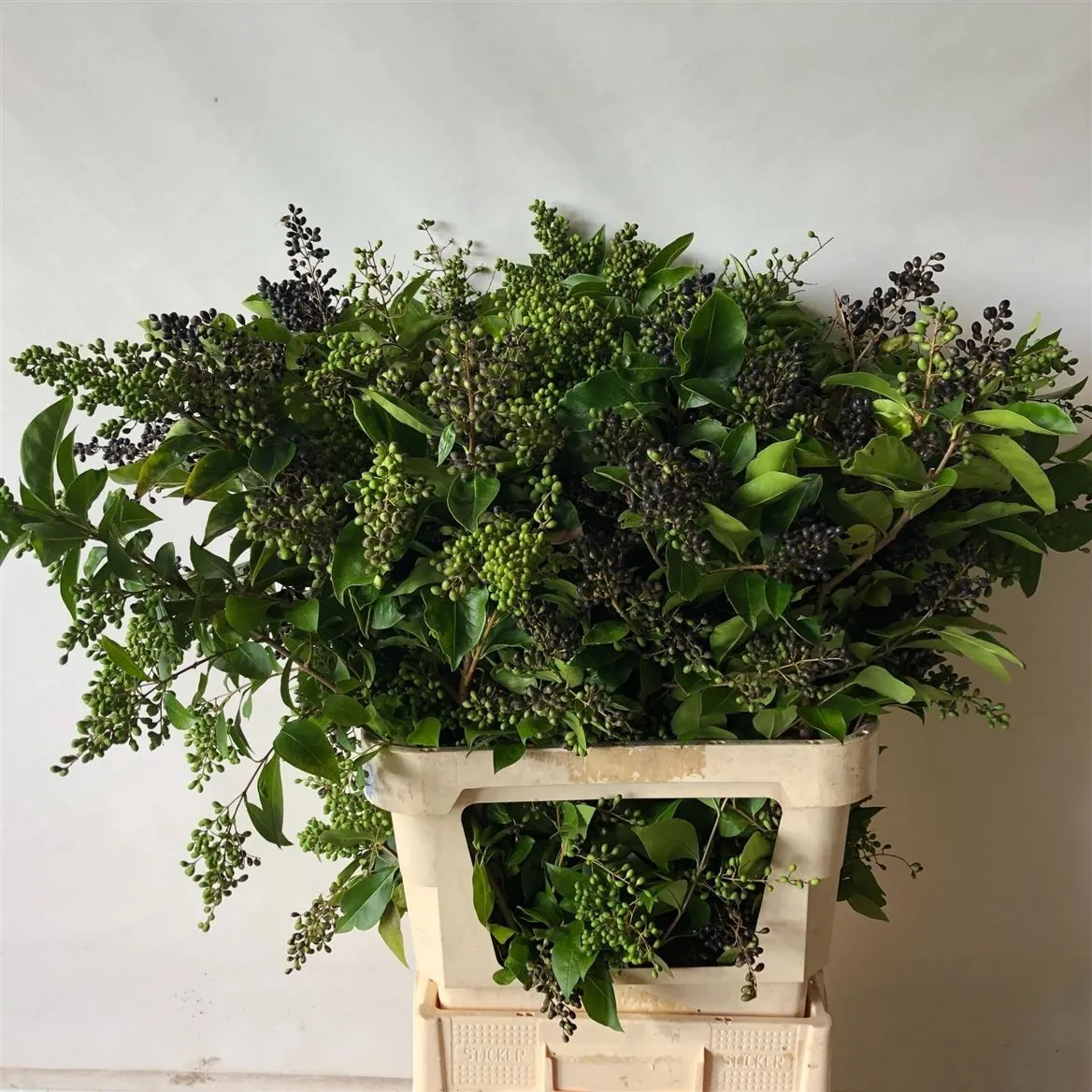 Ligustrum Ov Winter Jewel • 100 cm