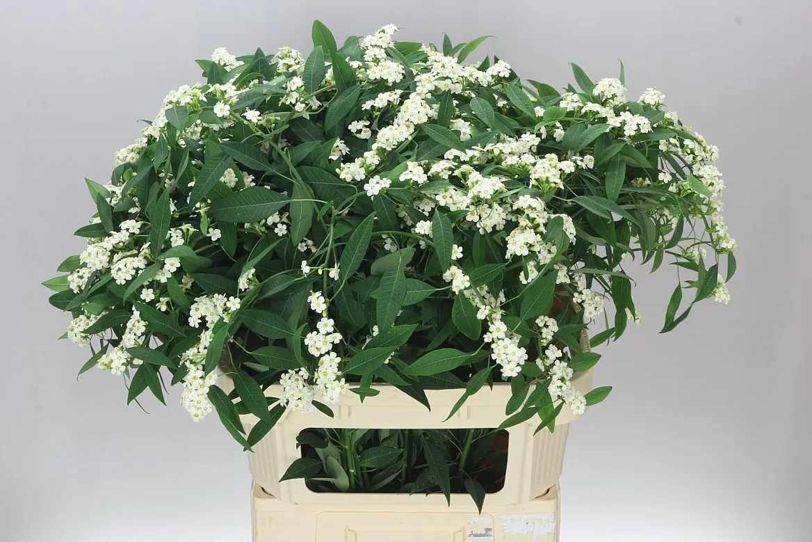 Euphorbia F T Quicksilver • 80 cm