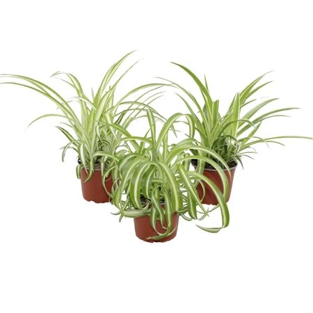 Chlorophytum mix • črepník 12 cm