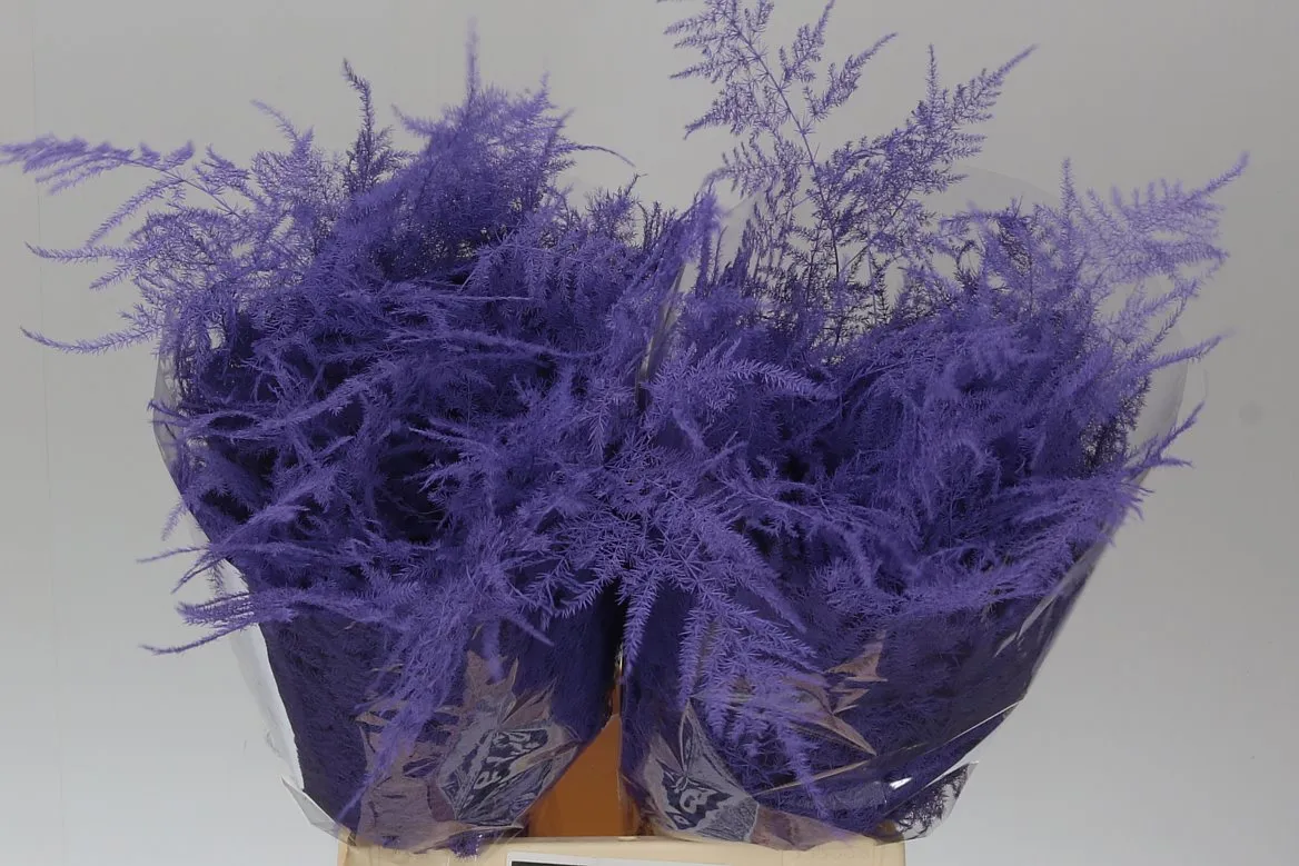 Asparágus 1e Veren Milka • 45 cm