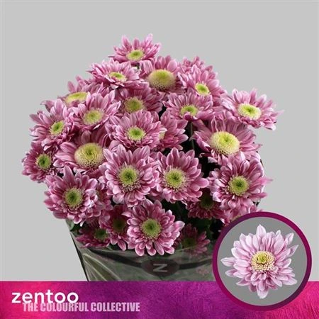 Chryzantéma trsová Serenity Sweet • 70 cm