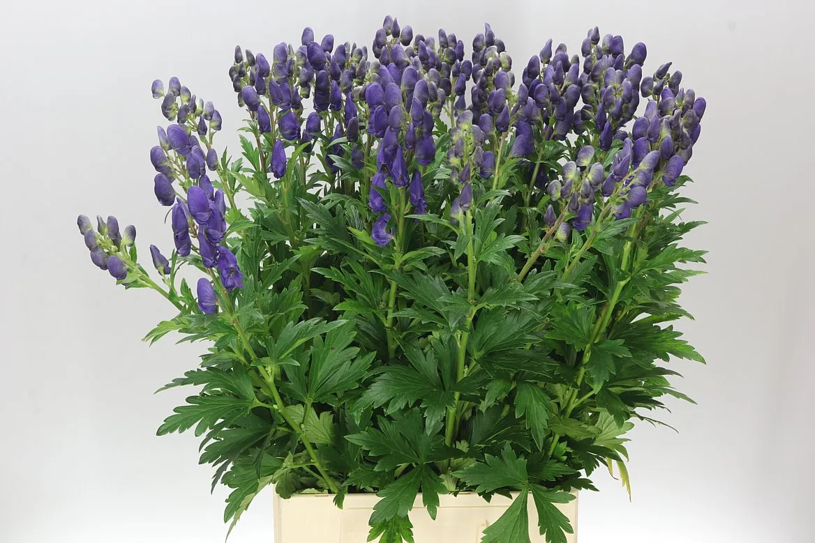 Aconitum Car Arendsii • 85 cm