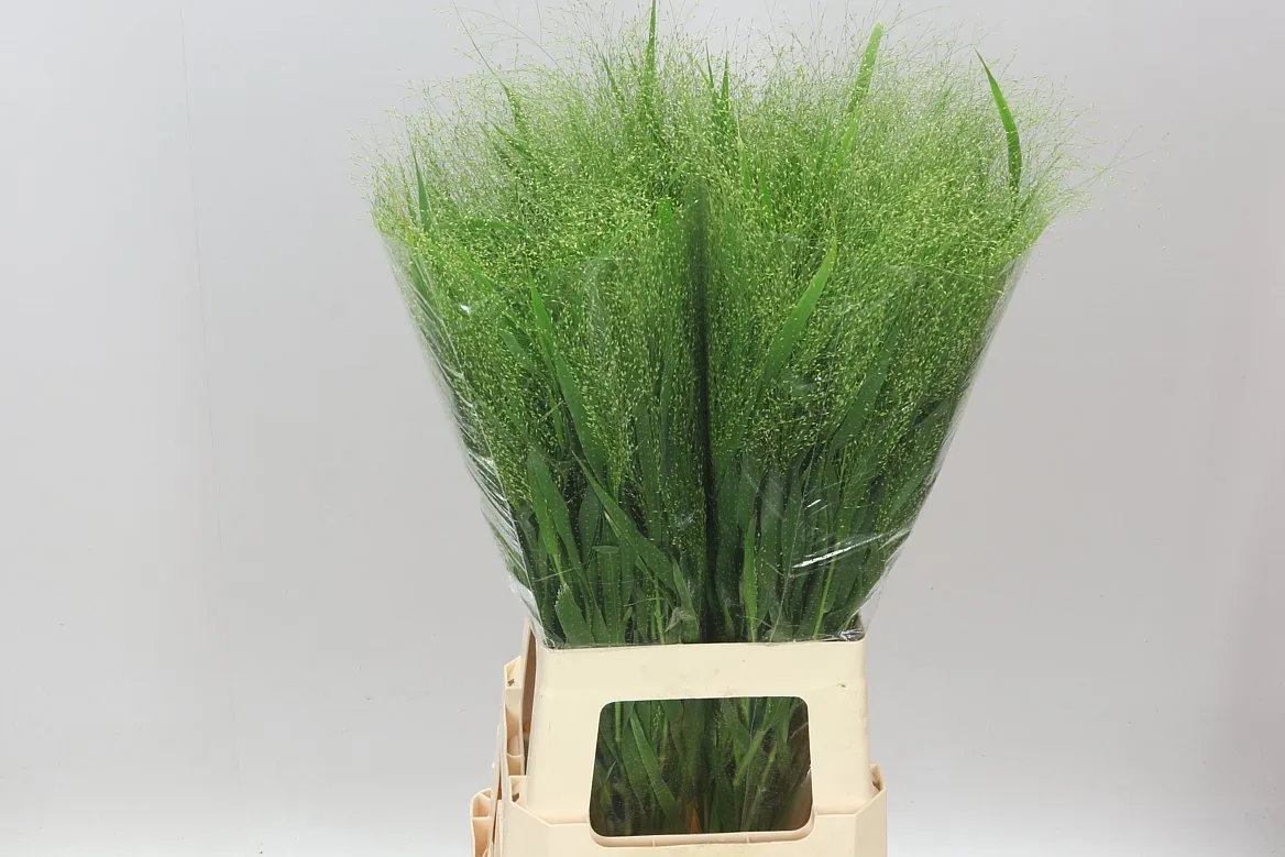 Panicum Fountain • 80 cm