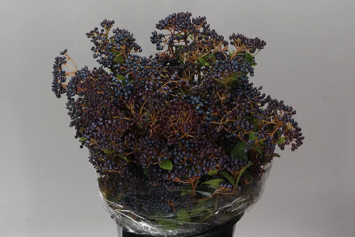 Viburnum Berries • 50 cm