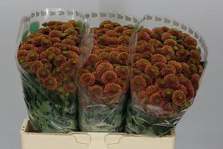 Sant Doria Cherry • 55 cm