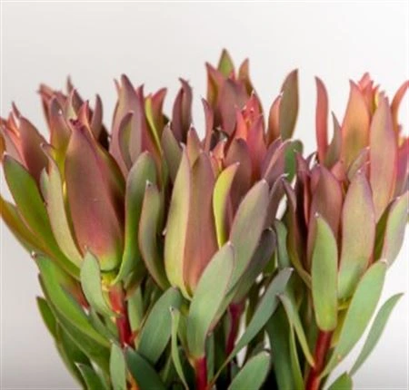 Leucadendron High Light • 60 cm