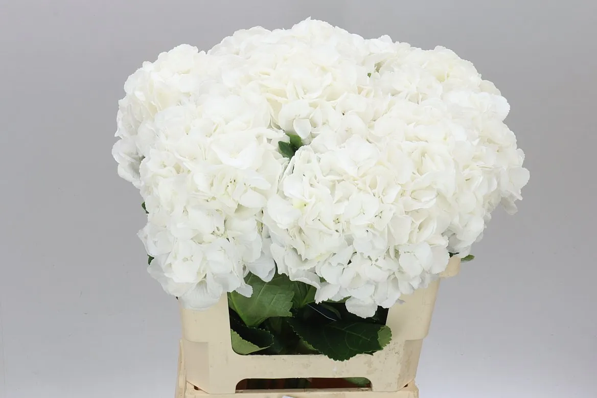 Hyd Princes White • 60 cm