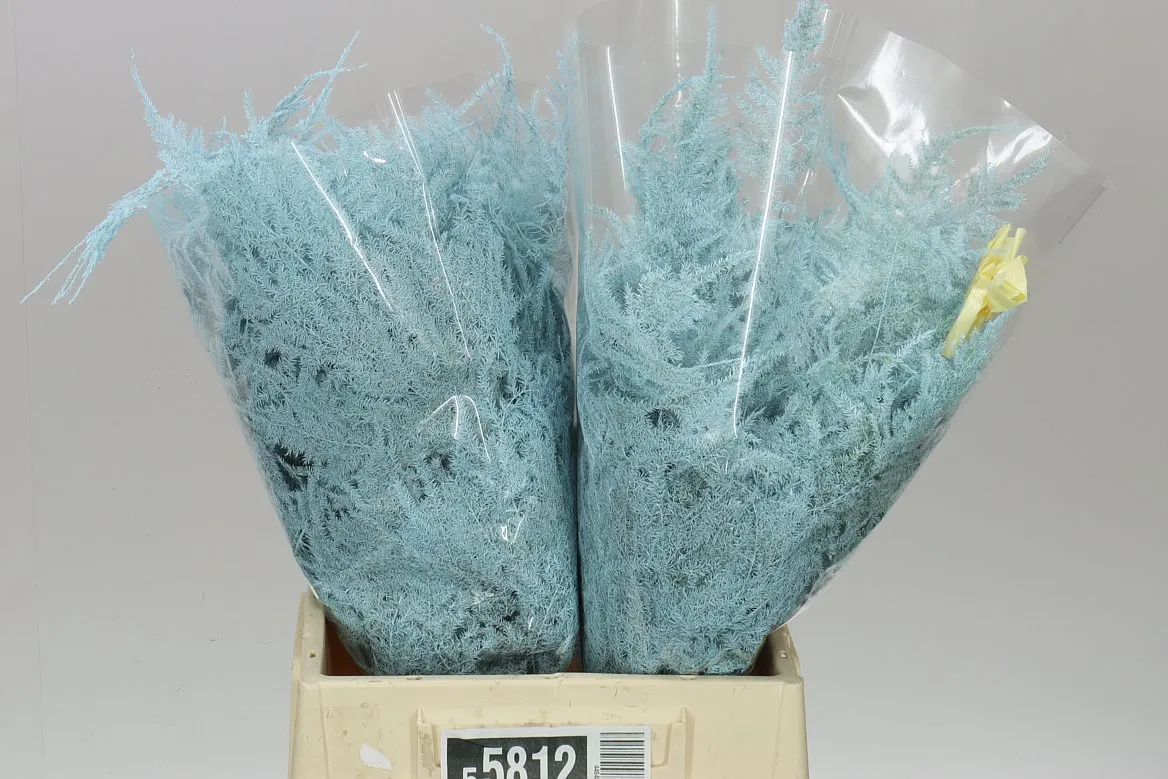 Asparágus 1e Veren Light Blue X50 • 45 cm