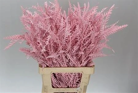 Ivanhoe Light Pink • 60 cm