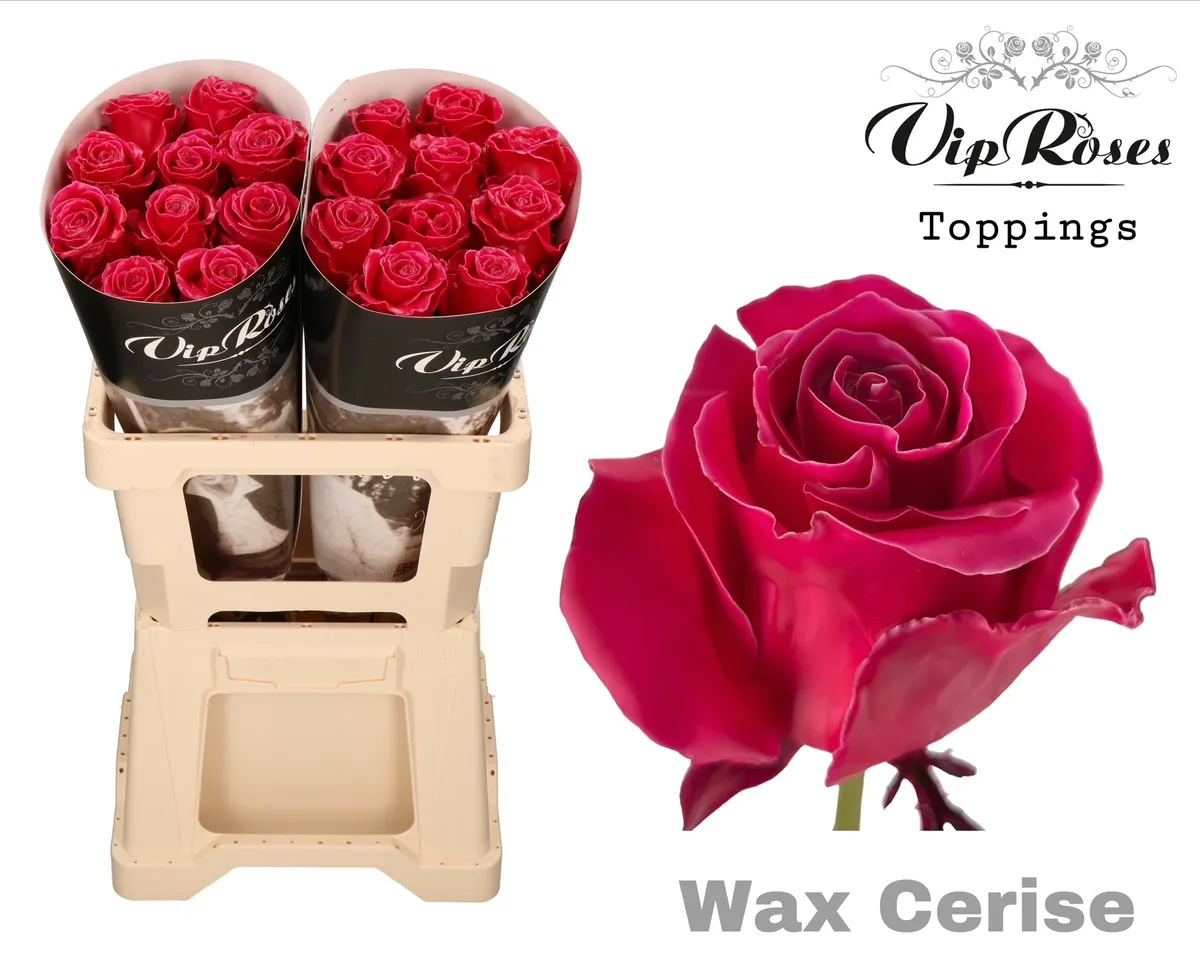 Ruža Wax Cerise (60cm) • 60 cm